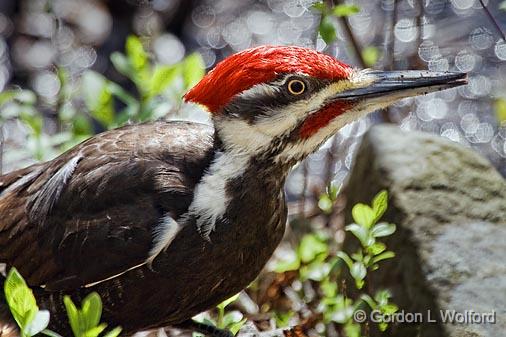 Woodpecker On The Ground_53392.jpg - Pileated Woodpecker (Dryocopus pileatus) photographed at Ottawa, Ontario - the capital of Canada.